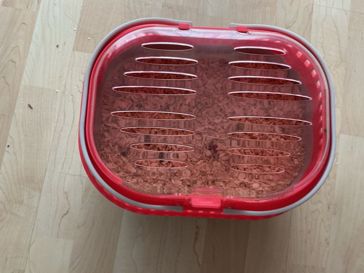 Gabbie, trasporto & Sicurezza: Hamster Transporter  – Nuovo (secondo la descrizione) da Allschwil venduto da han_w8cx 1