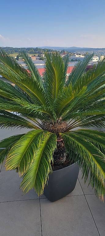Piante & sementi: Palme – Usato da Remetschwil venduto da Smitt 1