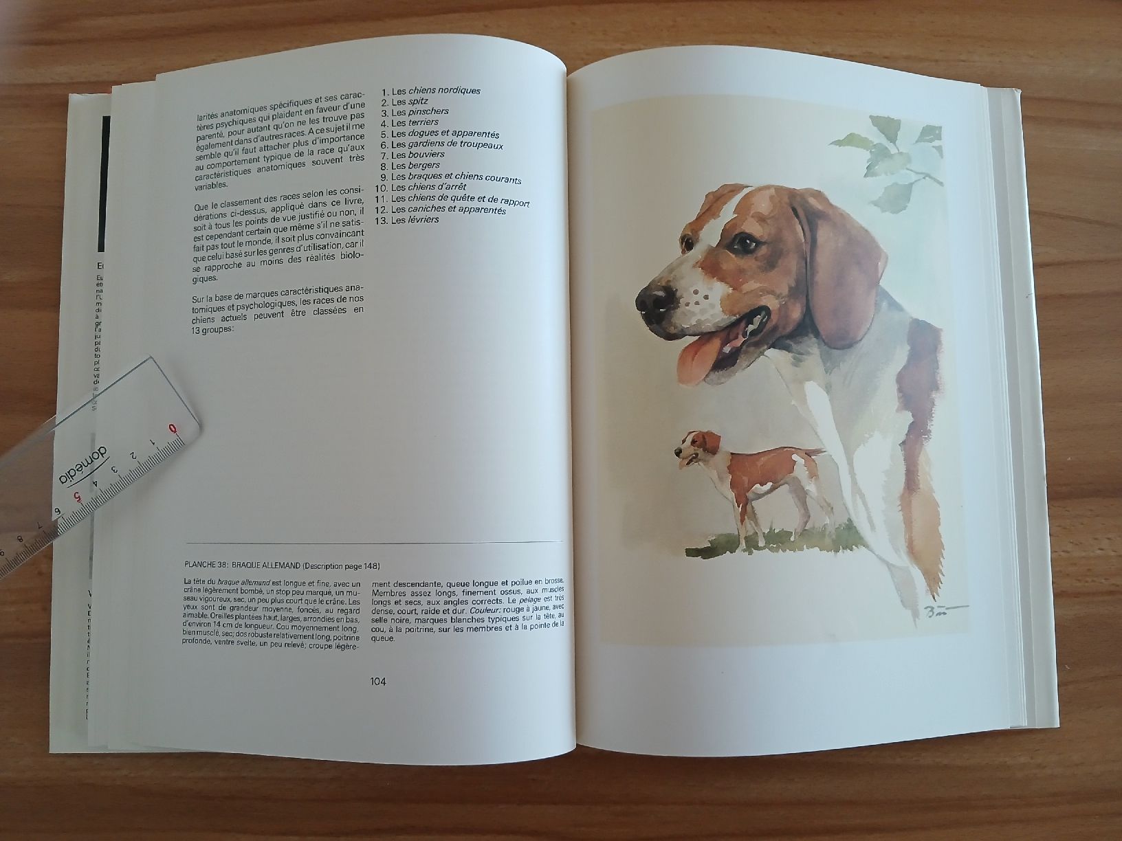 Libri: Nos chiens – Usato da Le Sentier venduto da arc_2thy 8
