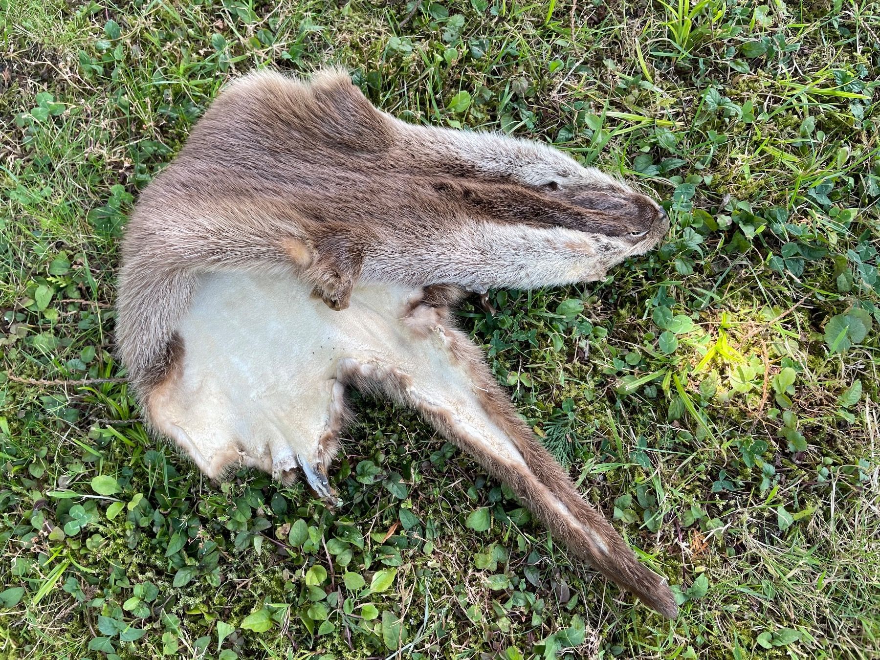 Il mondo degli animali: wunderschönes Fischotterfell – Usato da Feldbach venduto da Olive1 3
