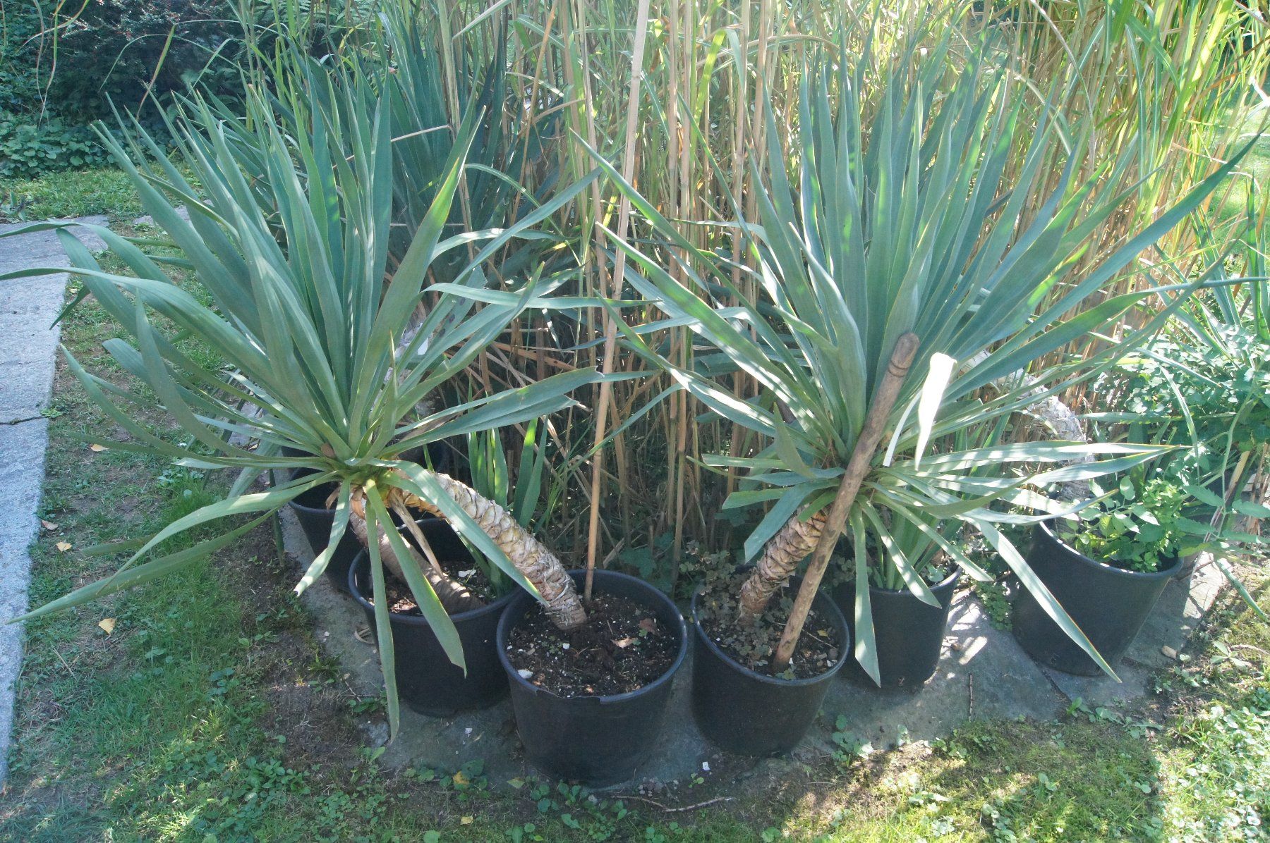 Palmlilie Yucca filamentosa - winterhart, sehr dekorativ (Neu (gemss  Beschreibung)) in Geroldswil fr CHF 75  nur Abholung auf Ricardo kaufen