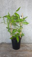 Echte Vanille Variegata – Vanilla planifolia ‘Variegata’ 🌿✨