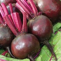 Rande Rote Kugel , Rote-Bete / 15 Samen