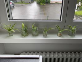 Grünlilie im Glas