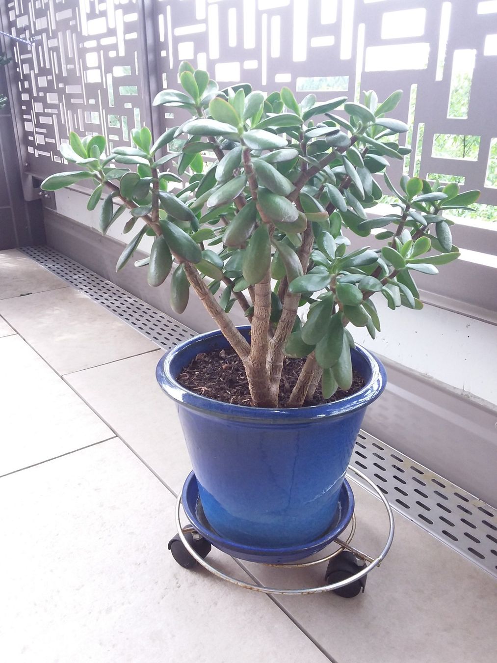 Piante & sementi: CRASSULA OVATA HOBBIT mit Topf – Usato da Uitikon Waldegg venduto da Risibisi7 4