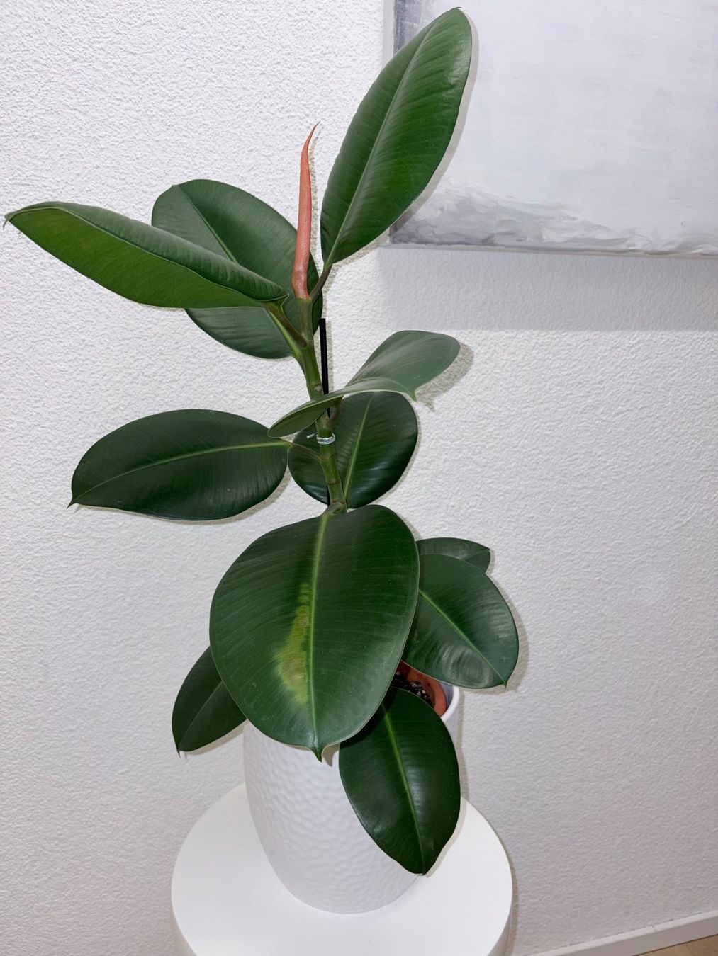 Piante & sementi: FICUS ELASTICA ROBUSTA Pflanze, Gummibaum 76 cm – Usato da Kilchberg ZH venduto da malibubeach