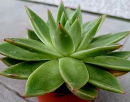 Sukkulente XL " ECHEVERIA AGAVOIDES " D: 15 cm 🌵 Plante suc