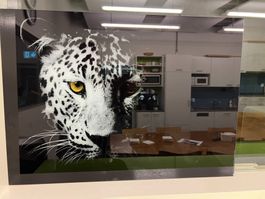Bild Leopard