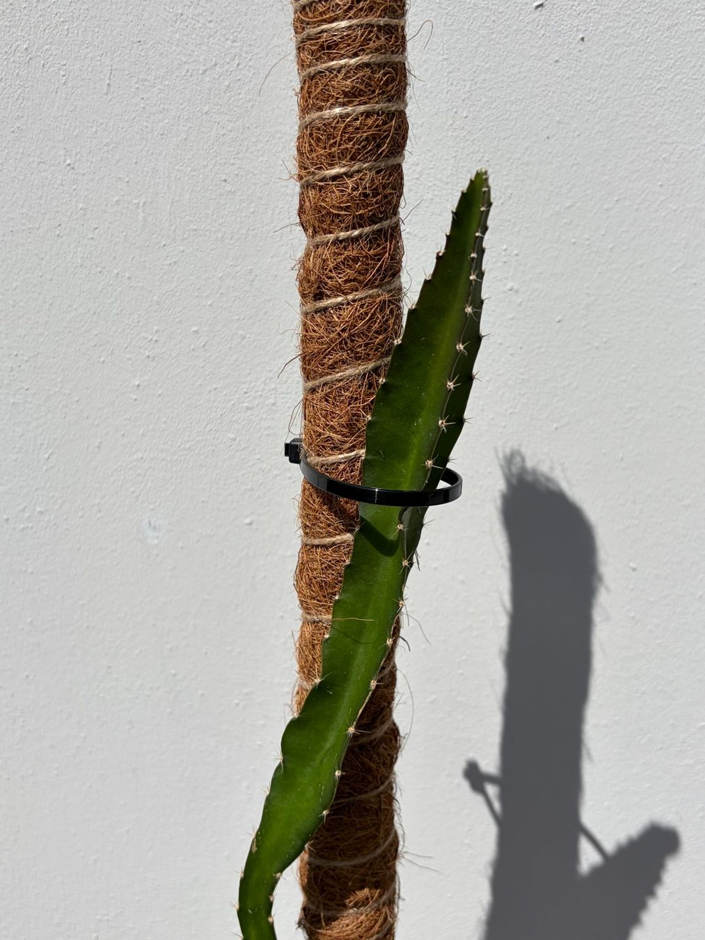 Pflanzen & Samen: Drachenfrucht-Pflanzen, (rotfleischige Drachenfrucht) – Gebraucht aus Boll von NRie 2