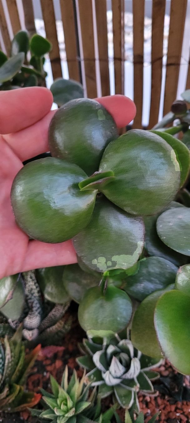 Piante & sementi: Crassula ovata "JUMBO" Stecklinge – Nuovo (secondo la descrizione) da Zürich venduto da The_Plant_Wizard 2