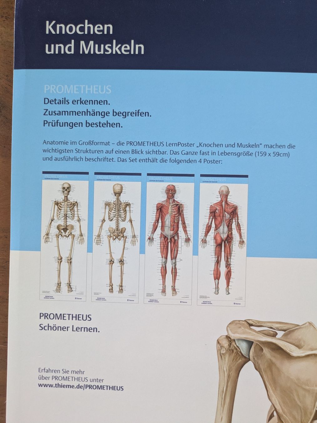 Foto & Immagini: Prometheus Lernposter Anatomie – Nuovo e nell'imballaggio originale da St. Gallen venduto da sol_cc6g 1
