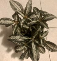 Seltene » ALUMINIUMPFLANZE " PILEA CADIEREI 15-20 cm  ↕️