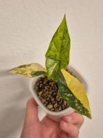 👑 Wunderschöne Alocasia Simpo aurea 👑