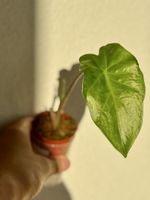 Alocasia Portodora – young plant 🌱 