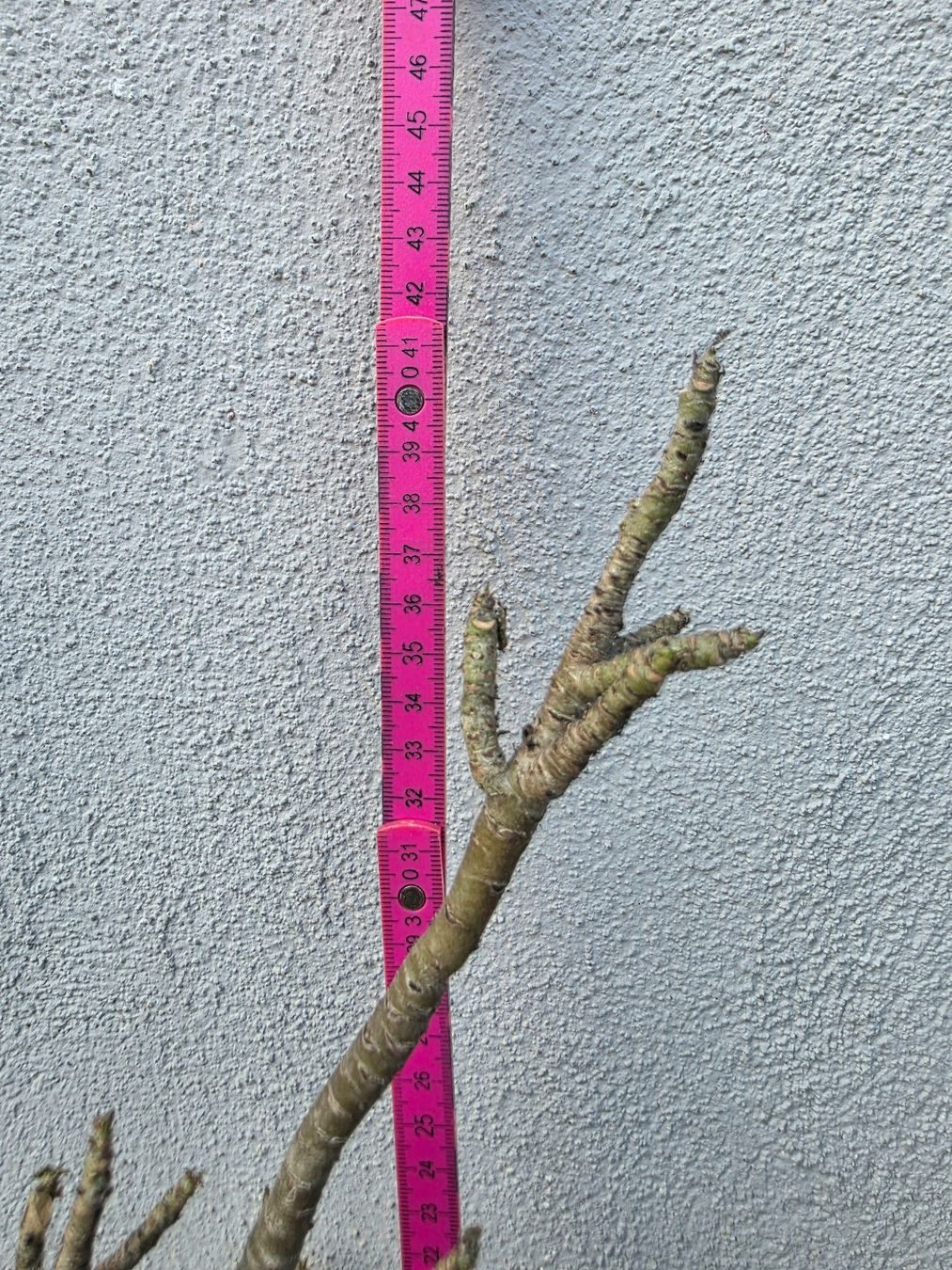 Piante & sementi: Adenium arabicum "Black Hawk" / Wüstenrose – Usato da Thalheim venduto da silvara01 4