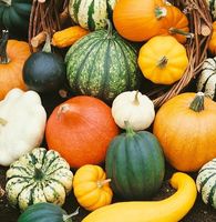 20 Samen Zierkürbis, Courgettes ornementales, Zucchette deco