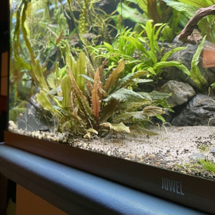 JUWEL AQUARIUM RIO 180 LED 101x41x50CM blanc