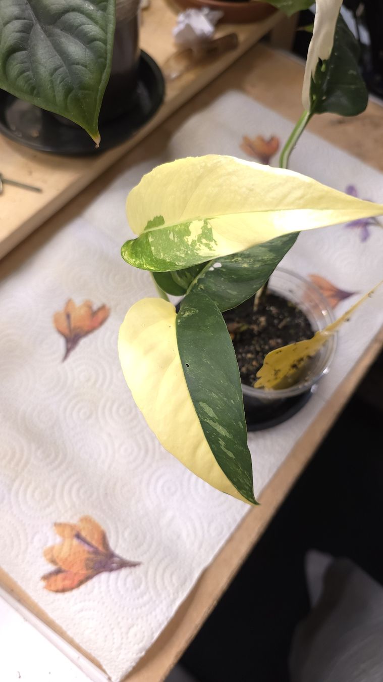 Piante & sementi: Epipremnum Pinnatum Variegata  – Nuovo (secondo la descrizione) da Neyruz FR venduto da bry_2dg9 1