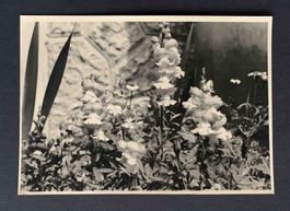AK Blumen Agfa ungelaufen