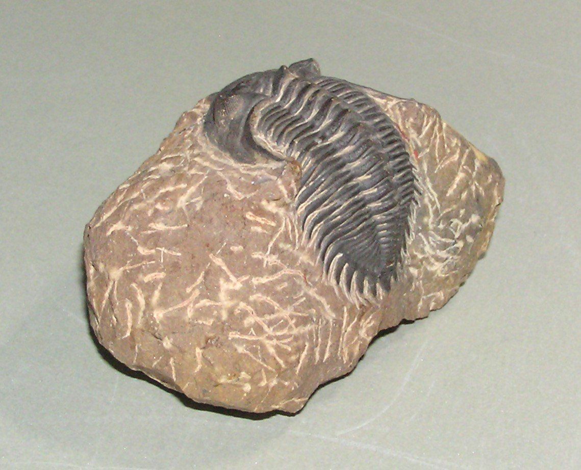 Fossiles: FOSSIL TRILOBIT MAROKKO – D'occasion à Grenchen par Antique-hunter 5