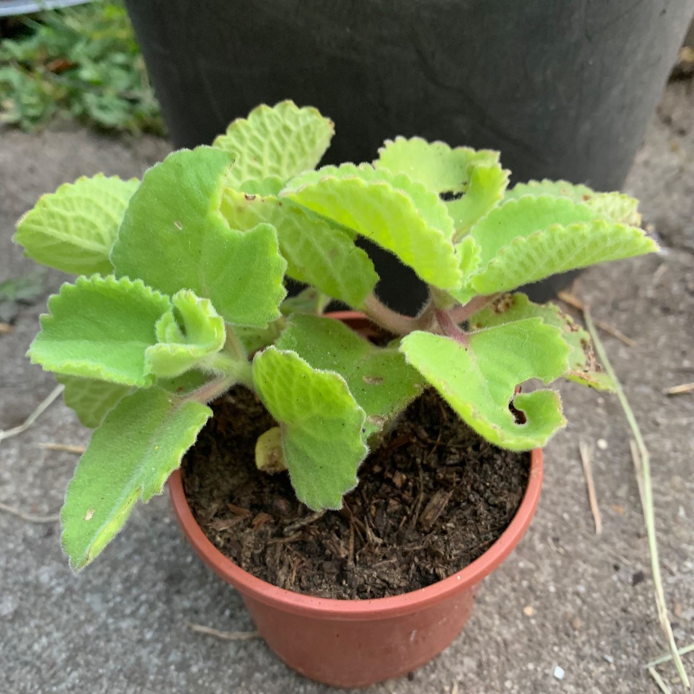 Pflanzen & Samen: Kubanischer Oregano / Coleus amboinicus PFLANZE – Neu (gemäss Beschreibung) aus Hinteregg von ERFOLG78