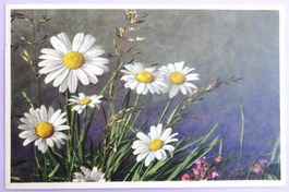 Chrisanthemum Leucanthemum