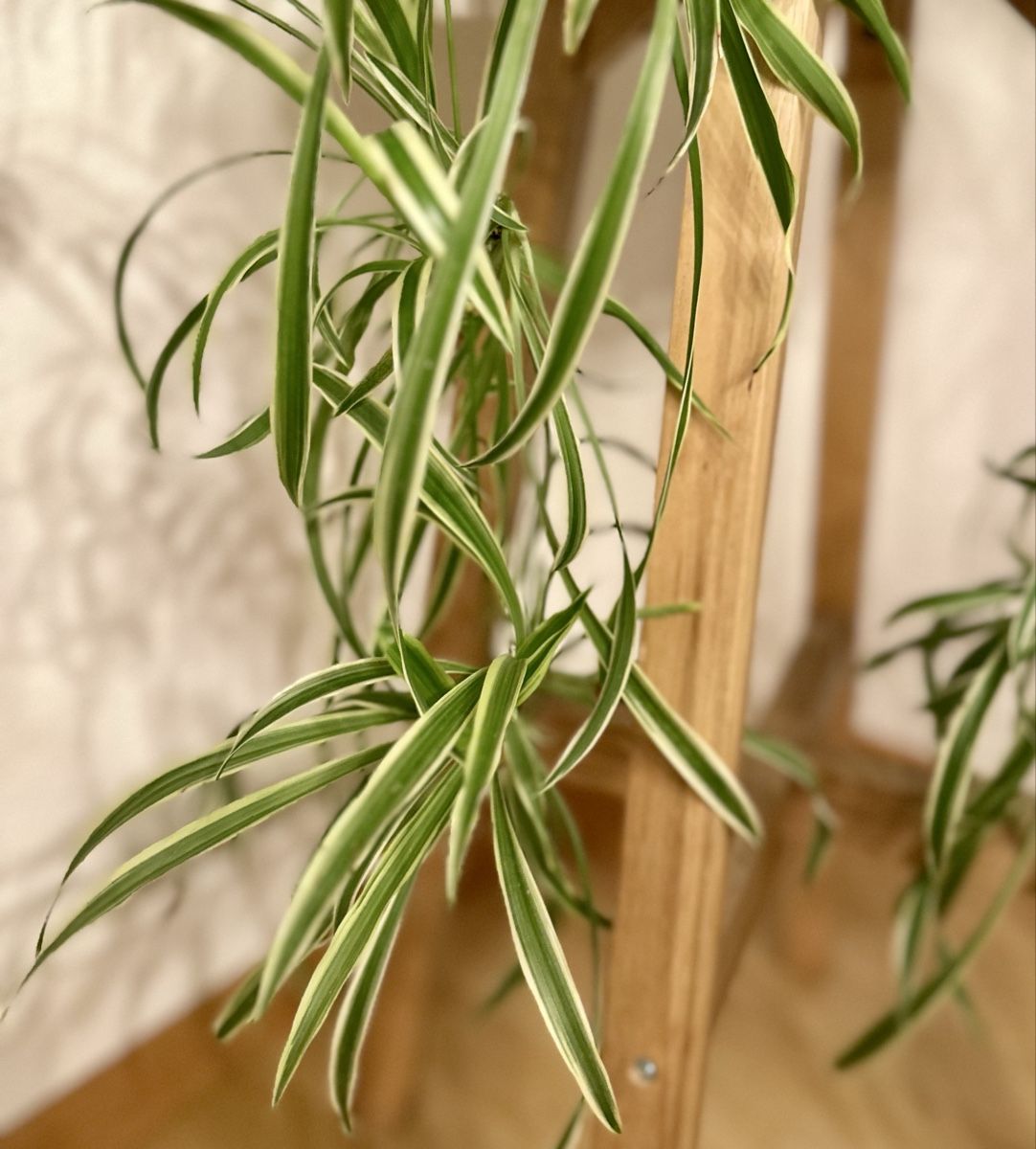 Plantes & graines: Grünlilie – D'occasion à Bern par ACR12 2