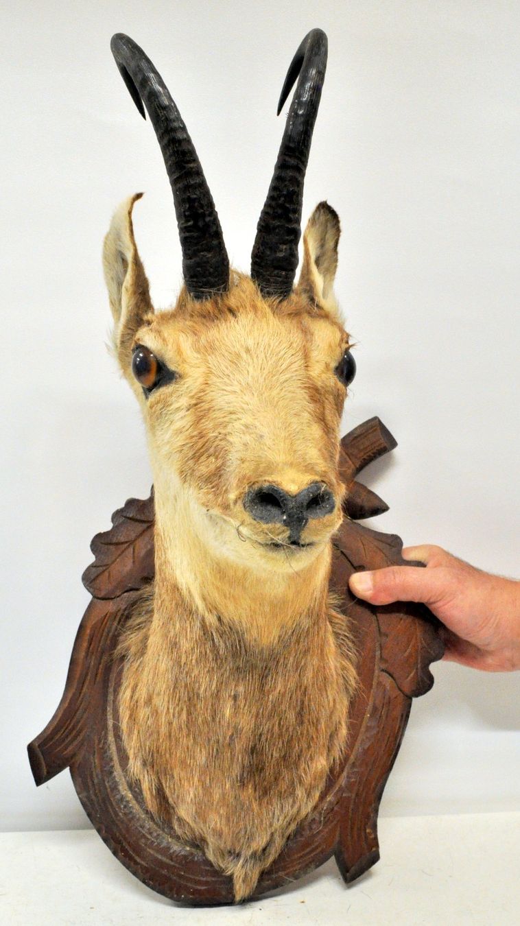 Il mondo degli animali: Tête de chamois naturalisée – Usato da Neuchâtel venduto da Neuchatel