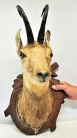 Tête de chamois naturalisée