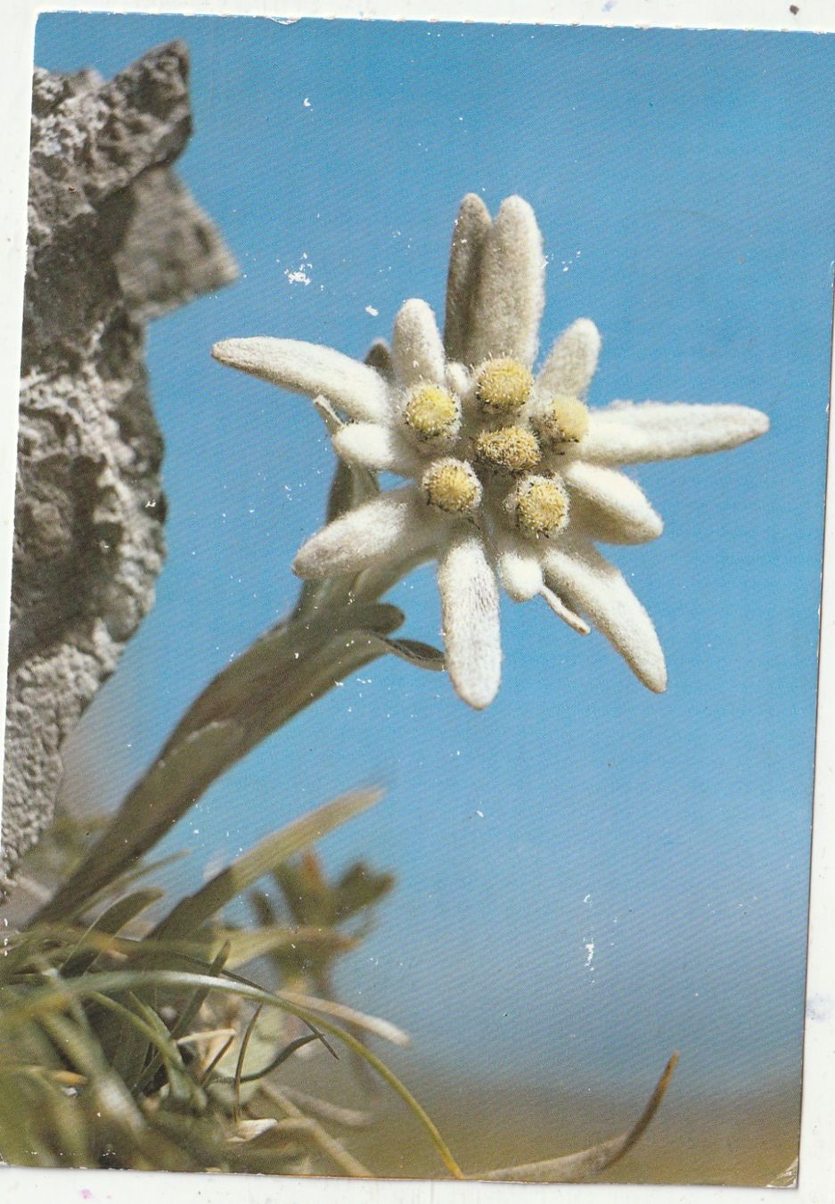 Cartoline postali: 10 Schöne Blumenkarten – Usato da Lumbrein venduto da made02 6