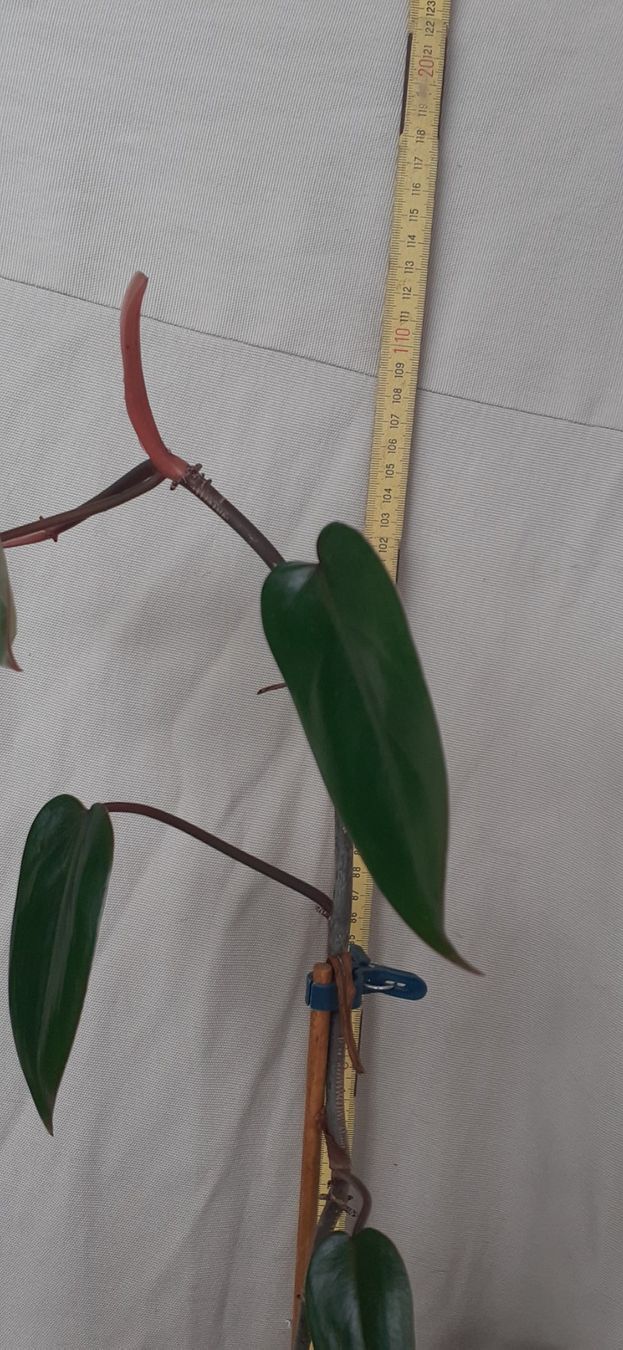 Plantes & graines: Junge Red Amerald Philodendron-Pflanze im Wasserglas – Neuf (Voir description) à Kilchberg ZH par hobbysale01 8
