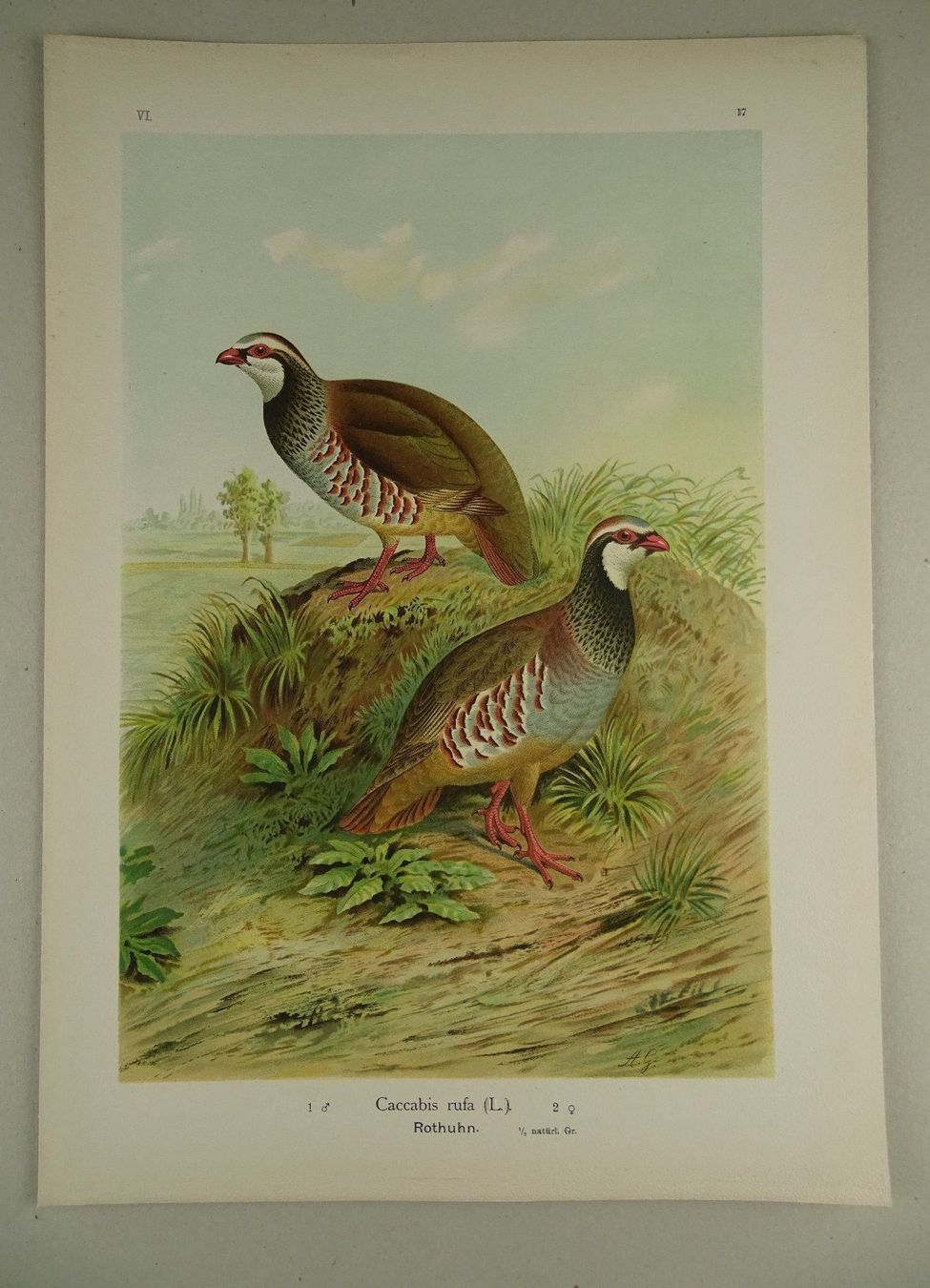 Grafica & Litografie: ROTHUHN, CHROMOLITHOGRAPHIE UM 1900 – Usato da Grüningen venduto da Kartensammler 1