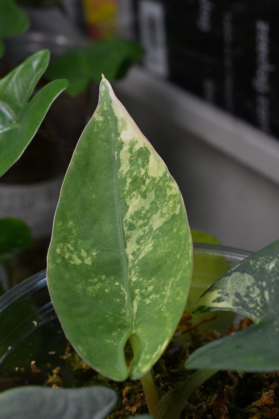 Piante & sementi: Alocasia Reginae silver albo – Usato da Crissier venduto da sleepingmouse