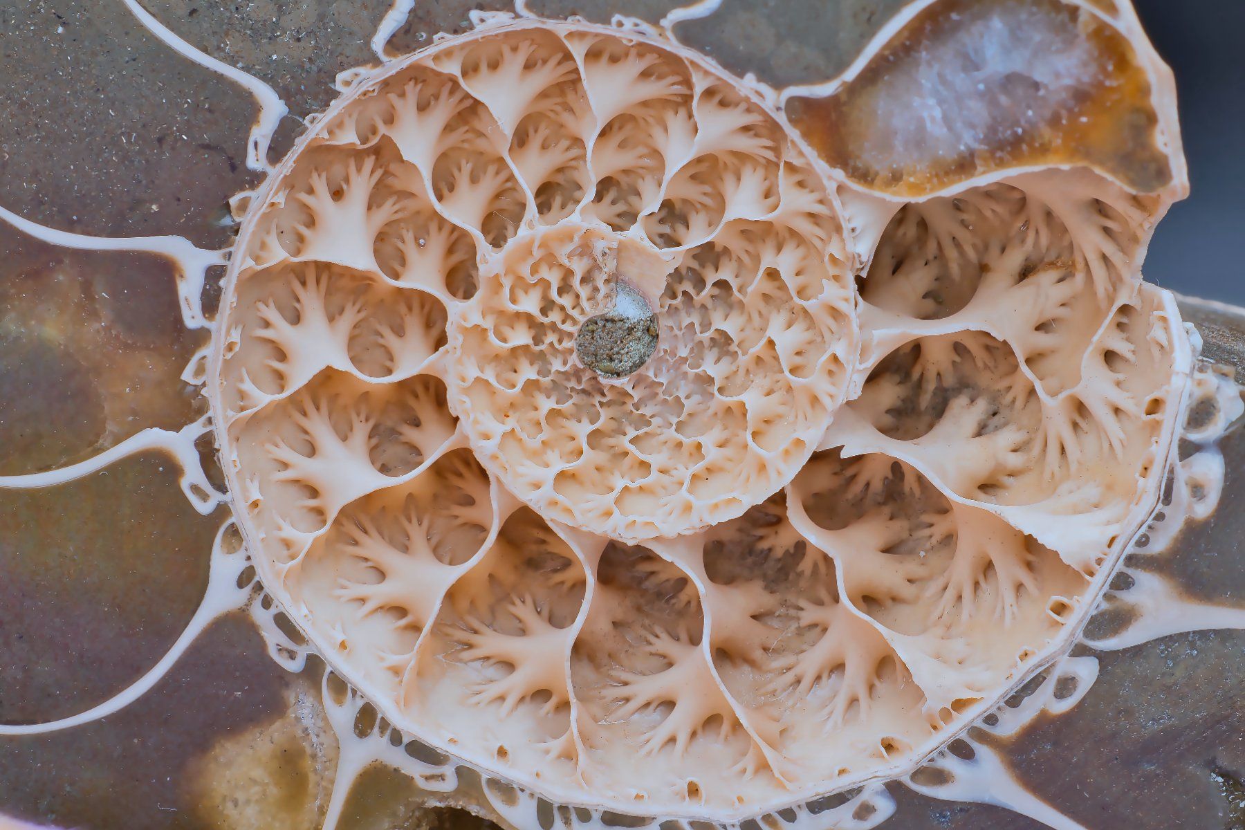 Fossili: Ammonite Half-Section · Rare Unfilled Septa – Usato da Zürich venduto da mau_8fvw