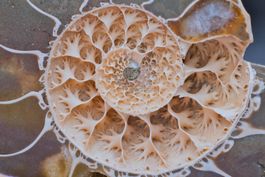 Ammonite Half-Section · Rare Unfilled Septa