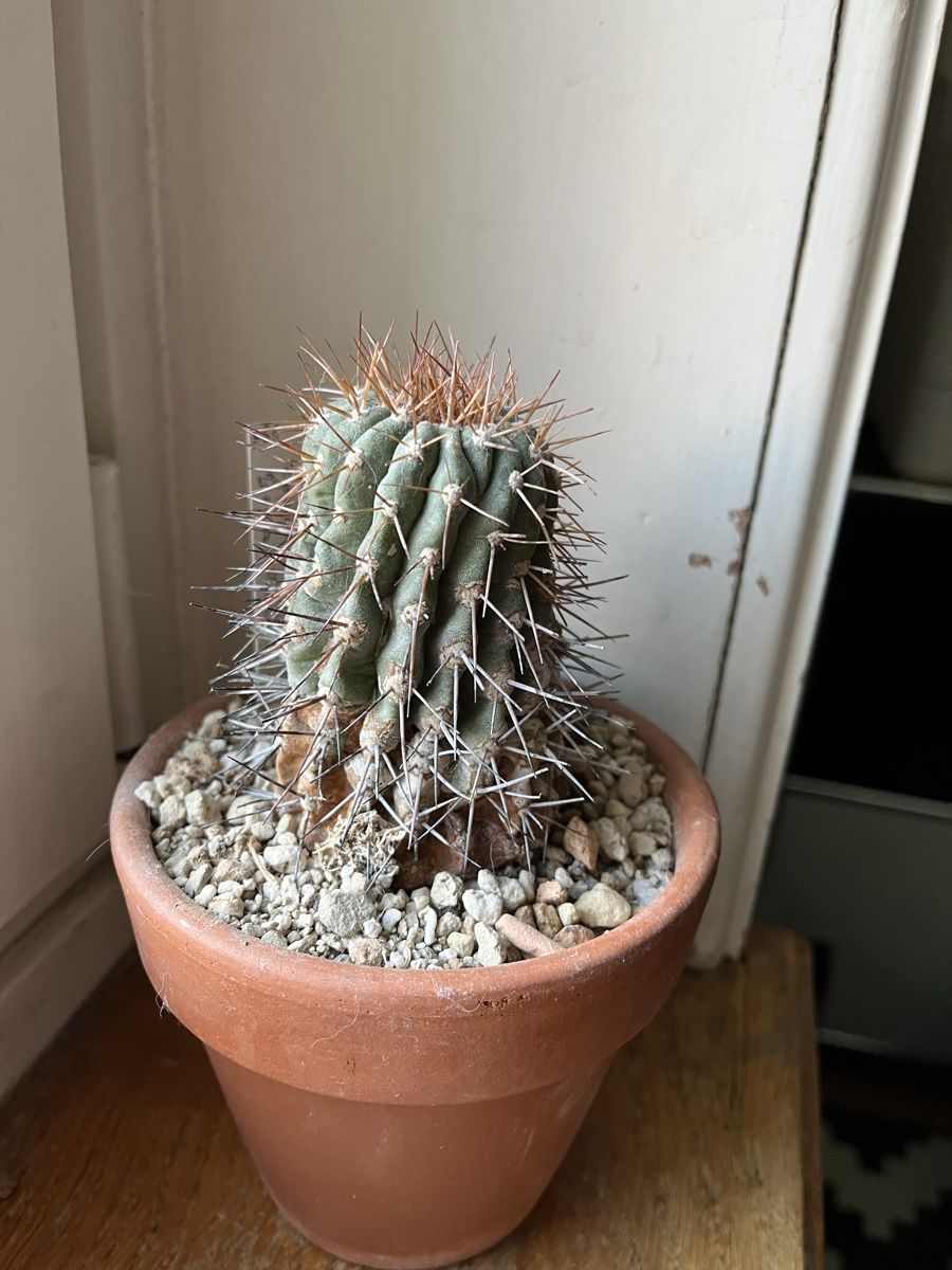 Piante & sementi: Copiapoa Gigantea – Usato da Zürich venduto da tilala17 2