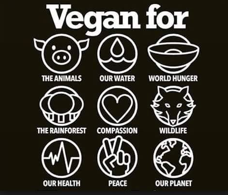 Spille: Pin - Vegan – Nuovo e nell'imballaggio originale da Buchs SG venduto da Skullep 2