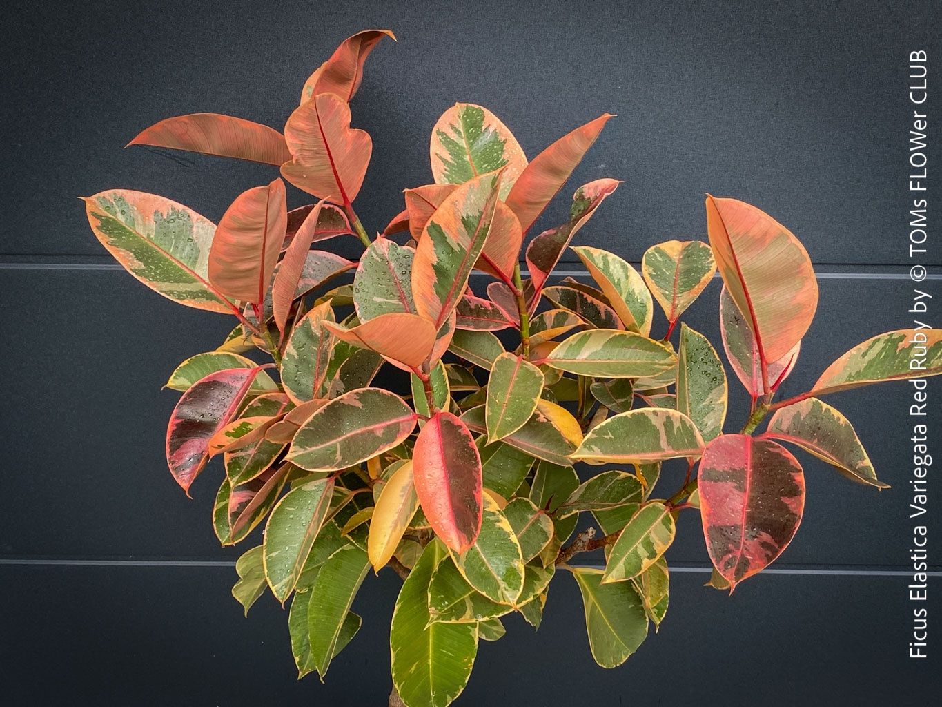 Pflanzen & Samen: Ficus Elastica Variegata Red Ruby - 130cm Baum – Neu und originalverpackt aus Adliswil von astom369 2