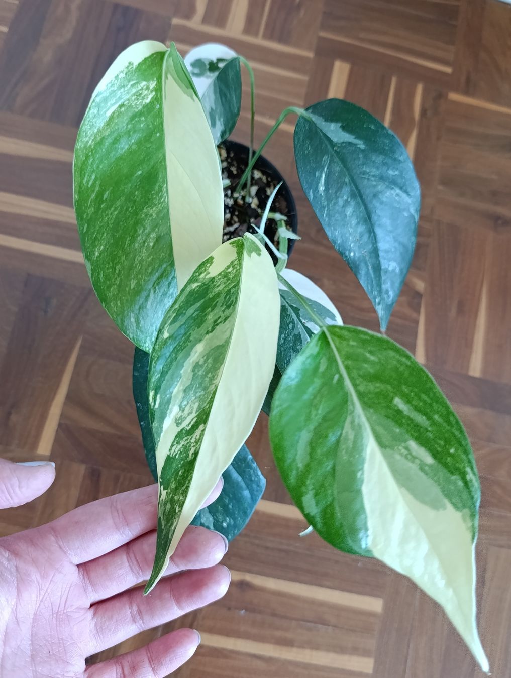 Pflanzen & Samen: Epipremnum Pinnatum Variegata  – Neu (gemäss Beschreibung) aus Baar von L.isa28 4