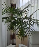 Zimmerpflanze Palme