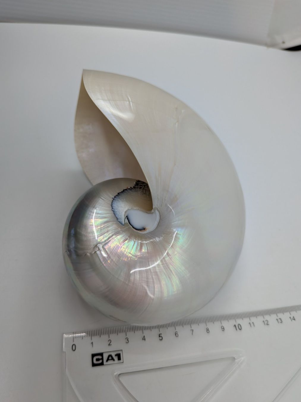 Fossili: Perlboot Nautilus Muschel – Usato da Emmen venduto da magelan 5