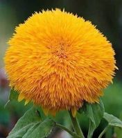 Ours en Peluche ! 10g