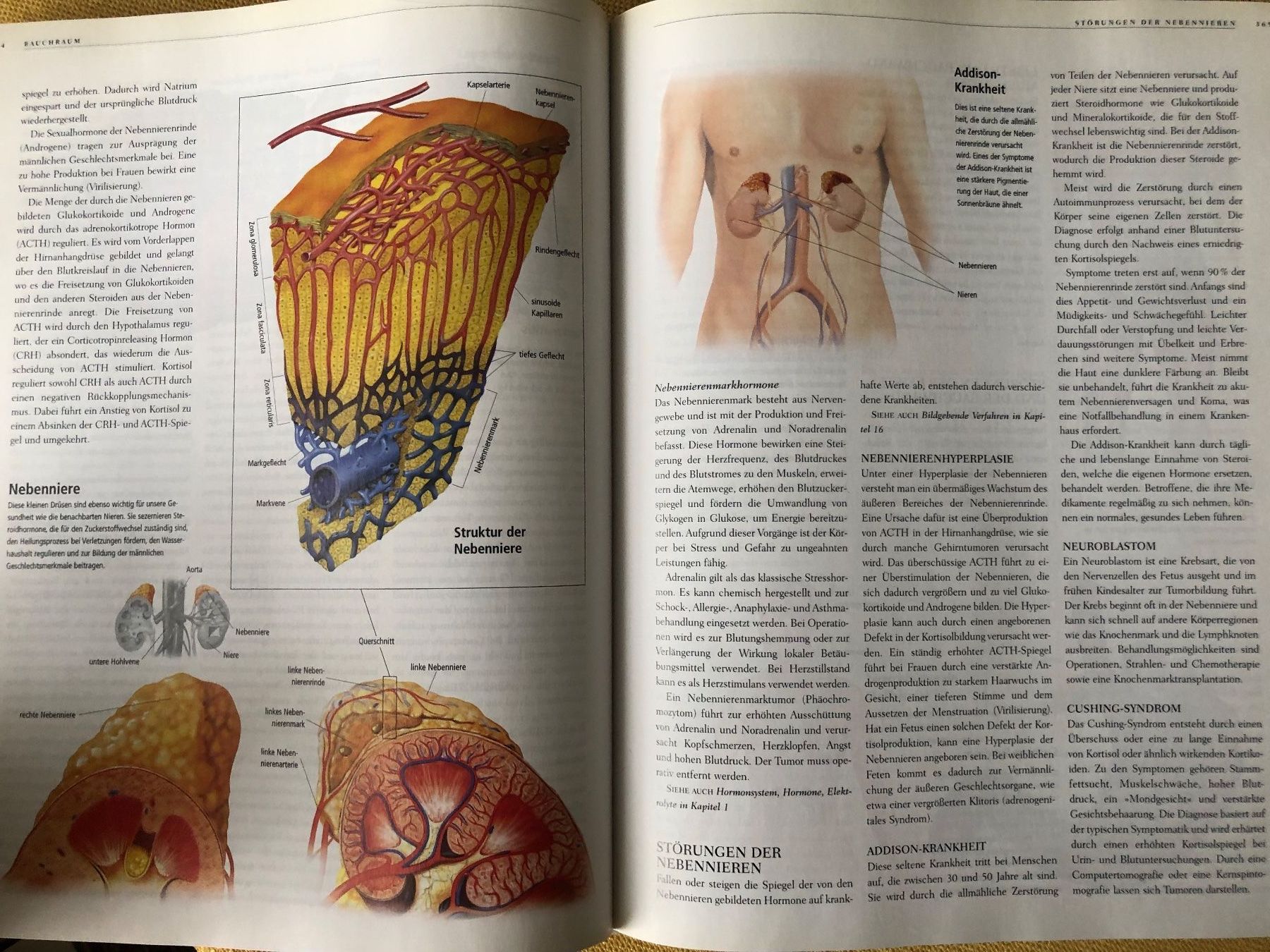 Libri: ANATOMICA von Könemann – Usato da Oberweningen venduto da Gerini 6