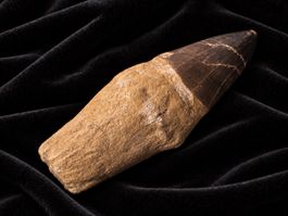 Grosser Mosasaurus sp. Zahn (13.8cm!), mit Wurzel