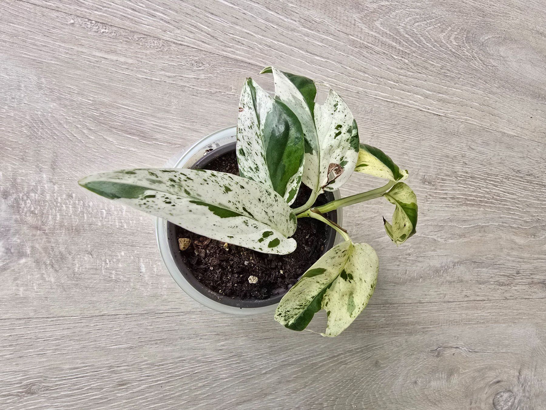 Piante & sementi: Epipremnum marble variegata – Nuovo (secondo la descrizione) da Aarburg venduto da Glitzerschein