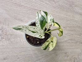Epipremnum marble variegata