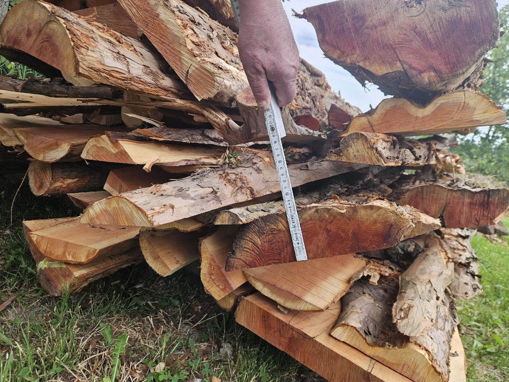 Articoli in legno: Eibenabschnitte  – Nuovo (secondo la descrizione) da Gontenschwil venduto da Studi1958 4