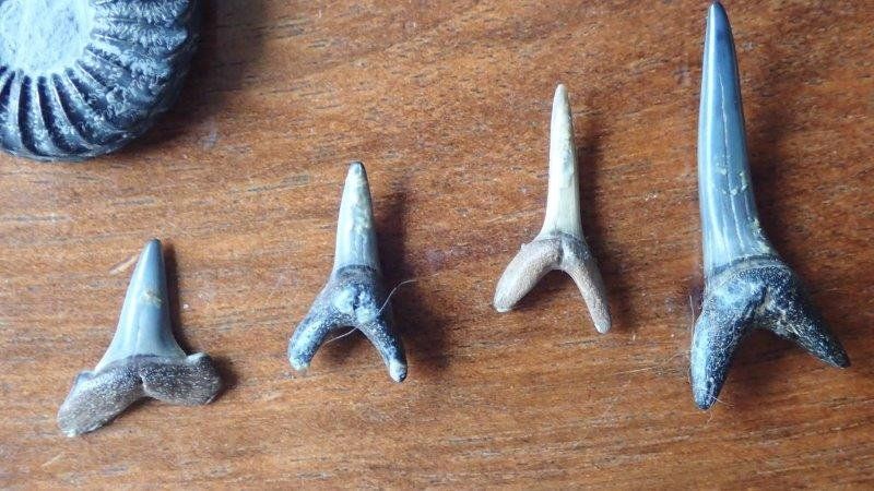 Fossilien: kleine Fossilien Sammlung – Gebraucht aus Rickenbach BL von Oktober68 6