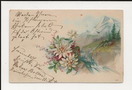 AK 1901 Edelweiss Motiv 😍(Stempel Emmishofen + Weinfelden )