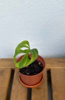 Monstera Adansonii (Swiss Cheese Plant)